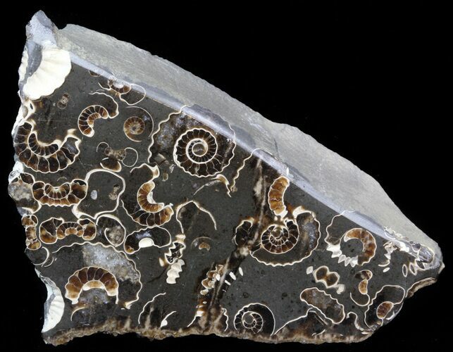 Polished Ammonite Fossil Slab - Marston Magna Marble #42113